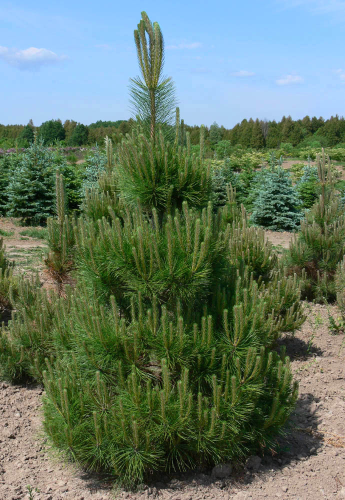 Austrian Pine.jpg