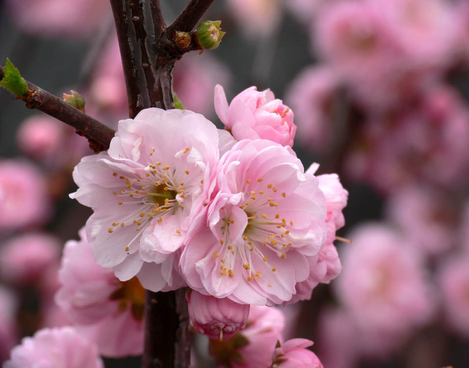 Double Flowering Almond Standard.jpg